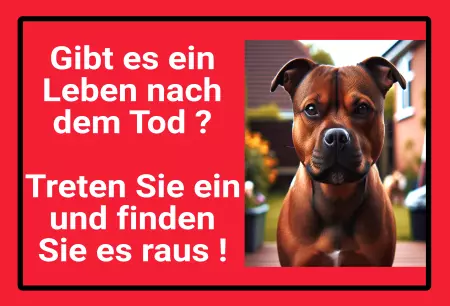 Hunde Gibt es ein Leben nach dem Tod? Bild