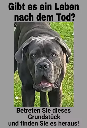 Hunde Gibt es ein Leben nach dem Tod? Bild