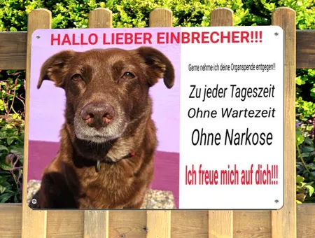 Hunde HALLO LIEBER EINBRECHER Bild