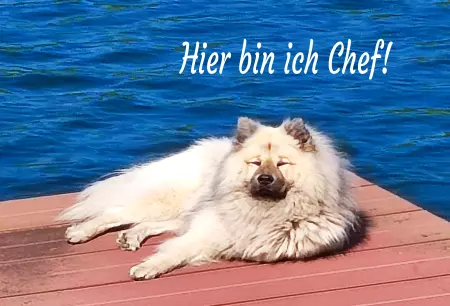 Hunde Hier bin ich Chef! Bild