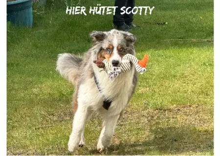 Hunde Hier hütet Scotty Bild