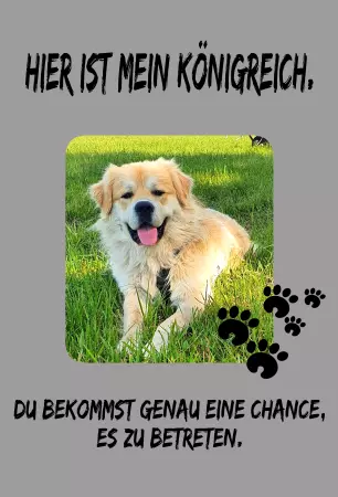 Hunde Hier ist mein Königreich Bild