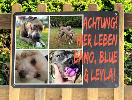 Hunde Hier leben Bamo, Blue & Leyla Bild