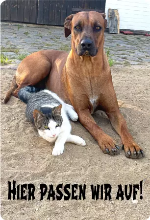 Hunde Hier passen wir auf! Bild