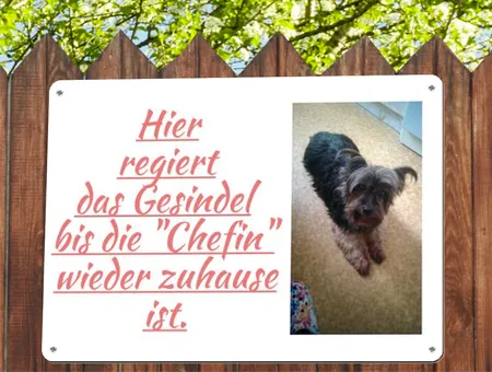 Hunde Hier regiert ... Bild