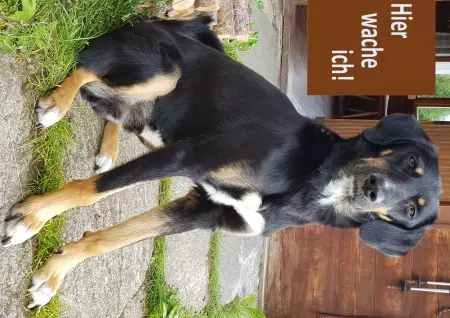 Hunde Hier wache ich Bild