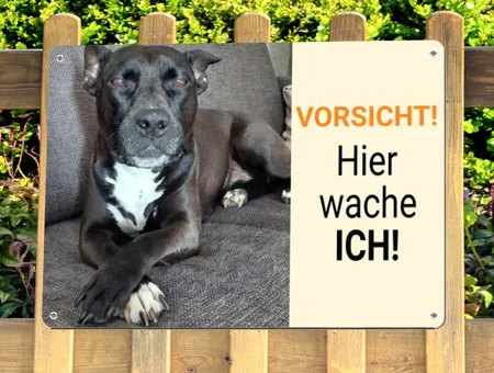 Hunde Hier wache ich Bild