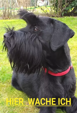 Hunde HIER WACHE ICH Bild