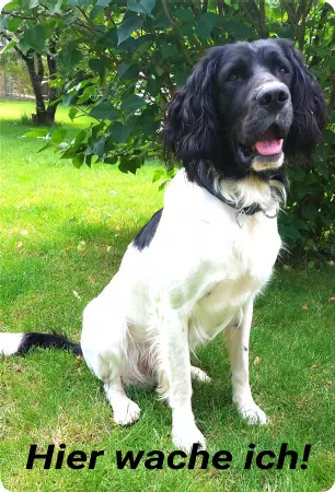 Hunde Hier wache ich! Bild
