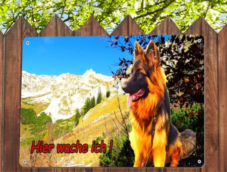 Hunde Hier wache ich! Bild