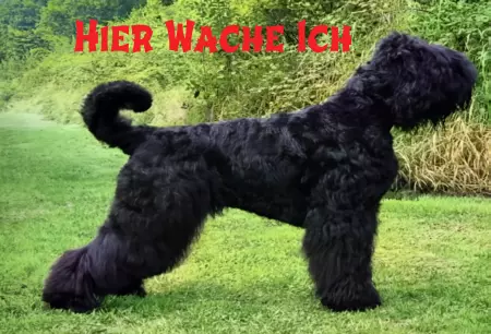 Hunde HIER WACHE ICH Bild