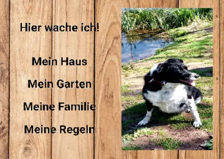 Hunde Hier wache ich! Bild