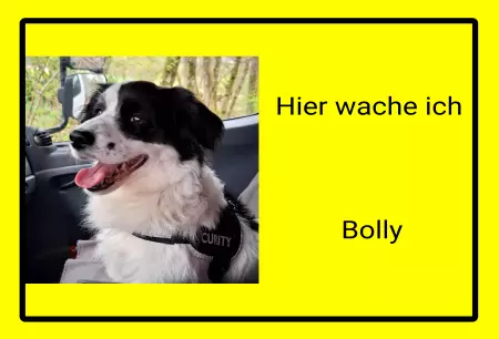 Hunde Hier wache ich Bolly Bild