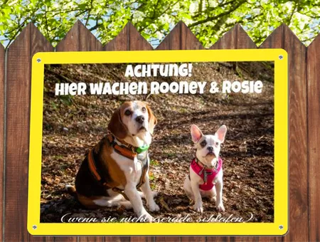 Hunde Hier wachen Rooney & Rosie Bild