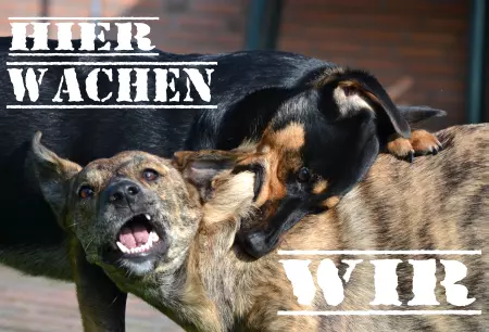 Hunde HIER WACHEN WIR Bild