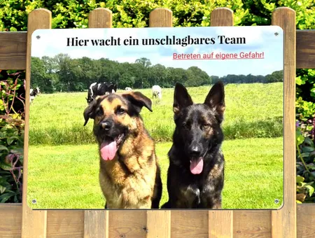 Hunde Hier wacht ein unschlagbares Team Bild