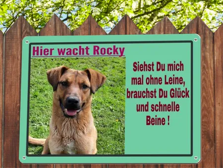  Hunde Hier wacht Rocky Bild