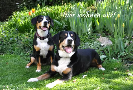Hunde Hier wohnen wir! Bild