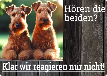 Hunde Hören die Beiden? Bild