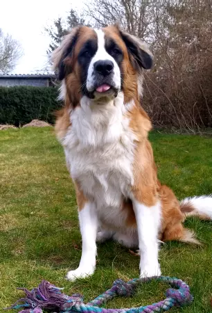 Hunde Hund Bild