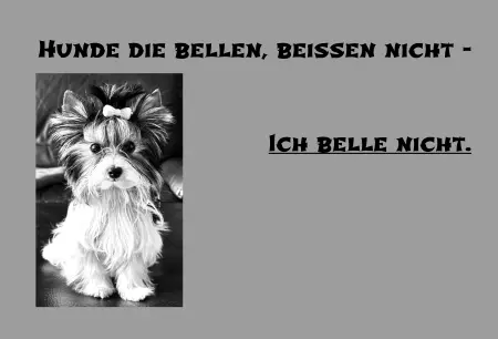 Hunde Hunde die Bellen, beissen nicht Bild