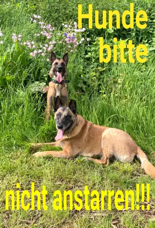 Hunde Hunde nicht anstarren!!! Bild