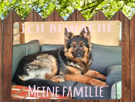 Hunde ICH BEWACHE Bild