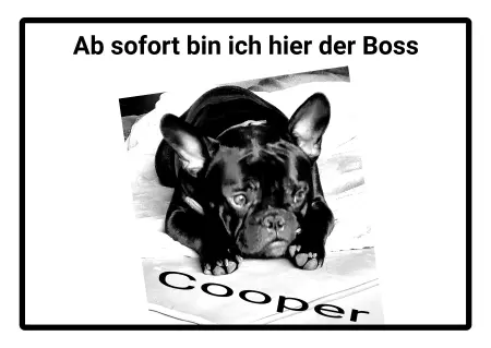 Hunde Ich bin der Boss Bild
