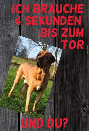 Hunde Ich brauche 4 Sekunden Bild