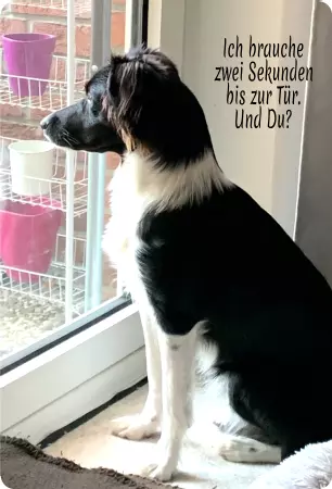 Hunde Ich brauche zwei Sekunden bis zur Tür. Und du? Bild