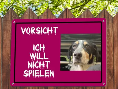 Hunde Ich will nicht spielen Bild