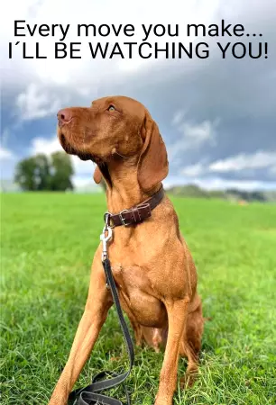 Hunde I´LL BE WATCH YOU! Bild