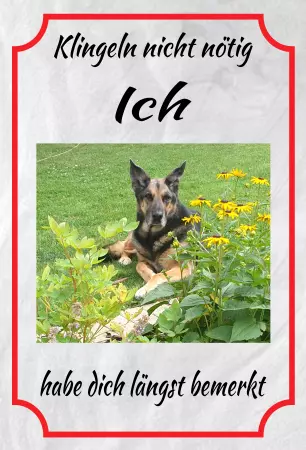 Hunde Klingeln nicht nötig Bild
