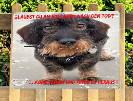 Hunde Leben nach dem Tod? Bild