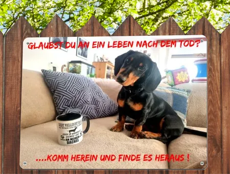 Hunde Leben nach dem Tod Bild
