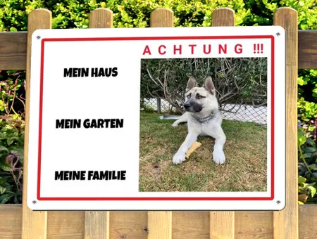  Hunde Mein Haus.... Bild