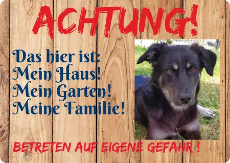  Hunde Mein Haus !! Bild