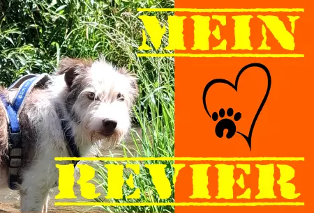 Hunde Mein Revier Bild
