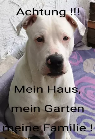 Hunde Meine Haus, meine Familie.. Bild