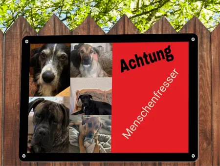 Hunde Menschenfresser Bild