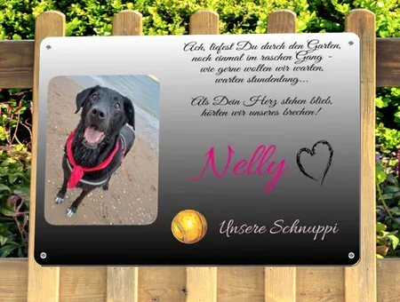  Hunde Nelly - Unsere Schnuppi Bild