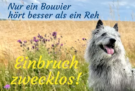  Hunde Nur ein Bouvier ... Bild