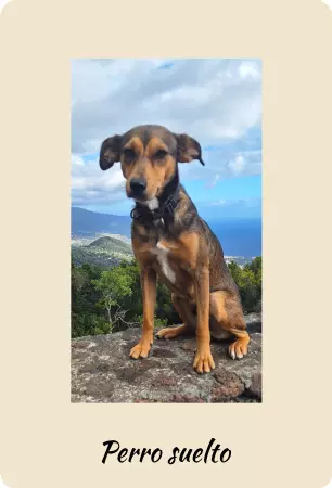 Hunde Perro suelto Bild