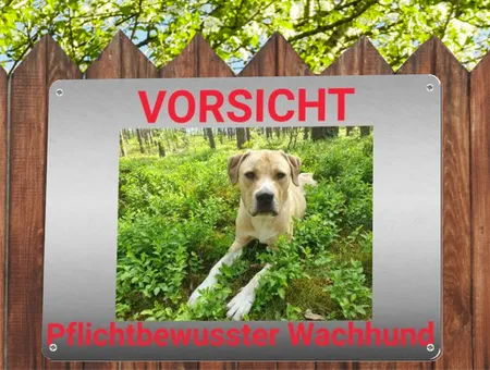 Hunde Pflichtbewußter Wachund Bild