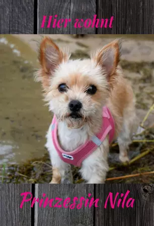 Hunde Prinzessin Nila Bild