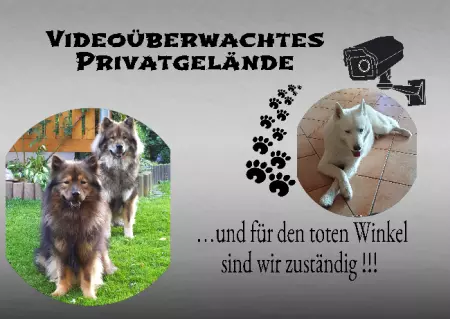  Hunde PRIVATGELÄNDE Bild