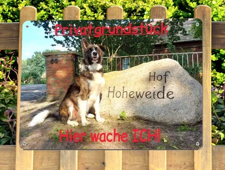 Hunde Privatgrundstück Bild