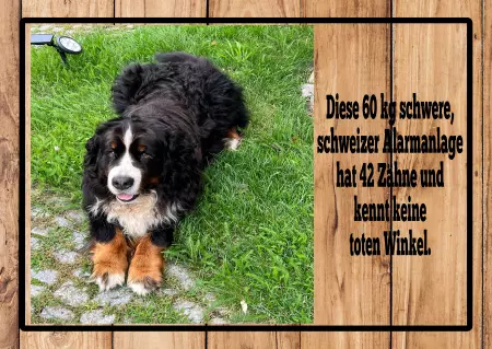 Hunde Schweizer Alarmanlage Bild