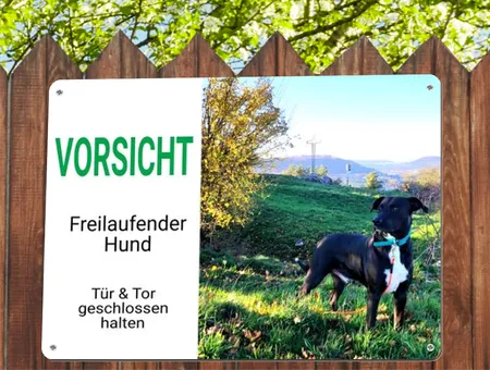 Hunde Tür & Tor geschlossen halten Bild