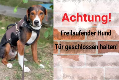 Hunde Türen geschlossen halten! Bild